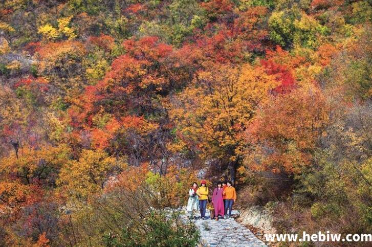 多彩鹤壁向美而行，赏秋催热文旅市场