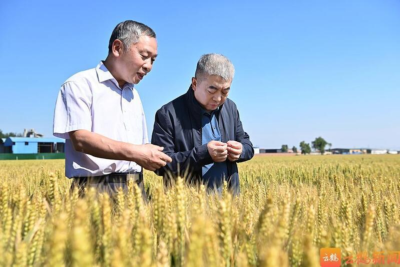 赵宏宇调研夏粮生产、小麦单产提升和高标准农田建设工作时强调 扛牢粮食安全责任 坚决打赢“三夏”攻坚战