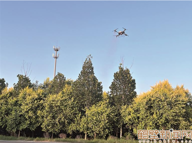 鹤壁市林业局“地空协同”防治美国白蛾 覆盖1.6万亩林木