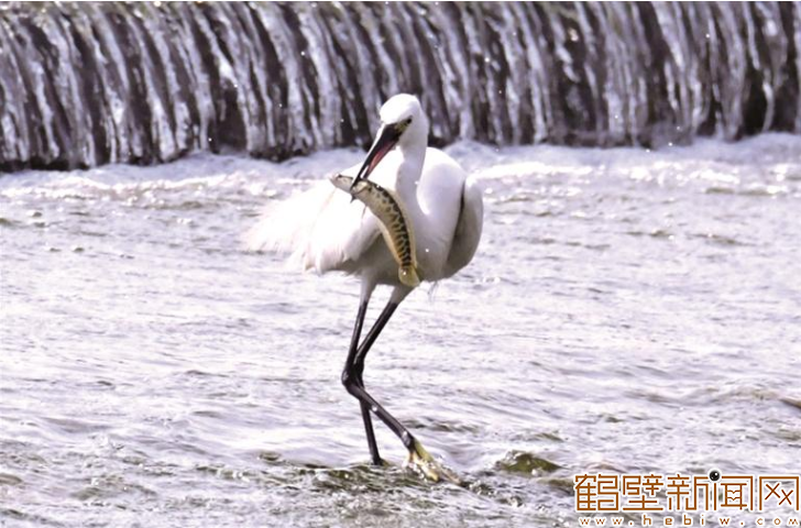  淇河生态美 白鹭舞蹁跹