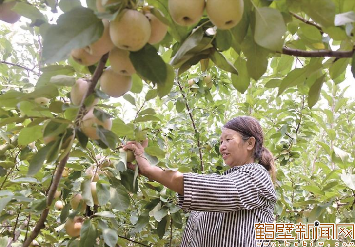 图片新闻丨处暑 农事忙