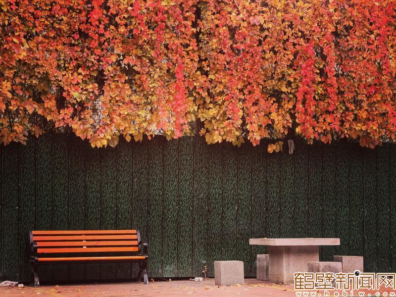 鹤城多彩秋景