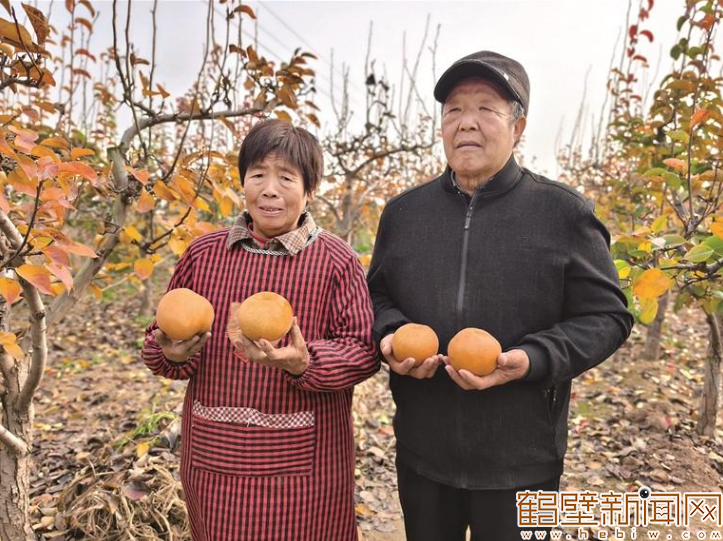 浚县六旬果农3万斤窑头红梨待售 多方联动拓销路