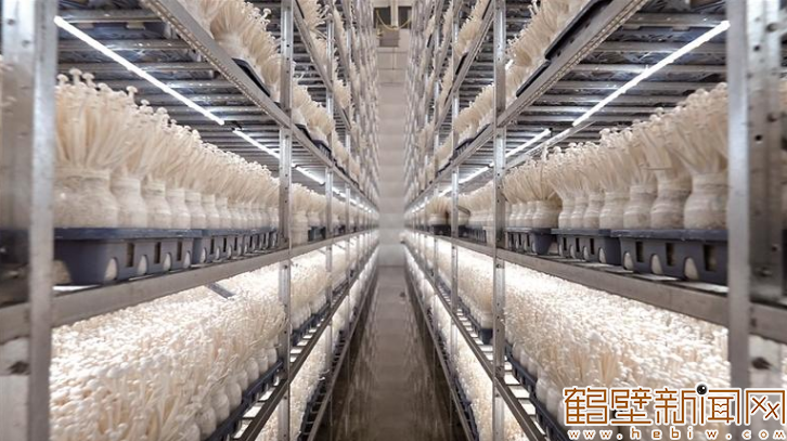 日产8万瓶 畅销八省市！示范区食用菌项目产业兴农、就业富农