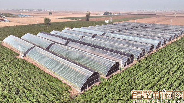 鹤壁康绿源现代农业有限公司：以蔬菜产业为笔绘就乡村振兴新图景