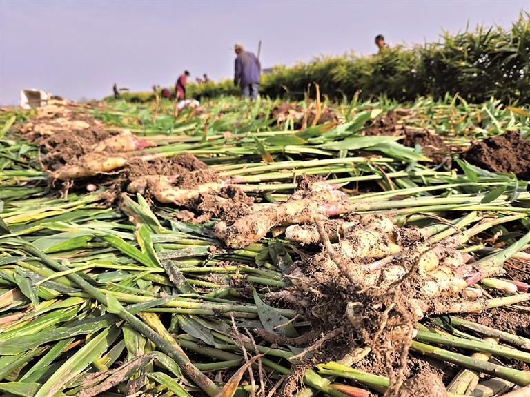 浚县卫贤镇赫含珠村：生姜产业铺就乡村振兴致富路