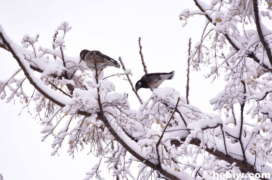 【组图】雪后的鹤壁成了一首诗