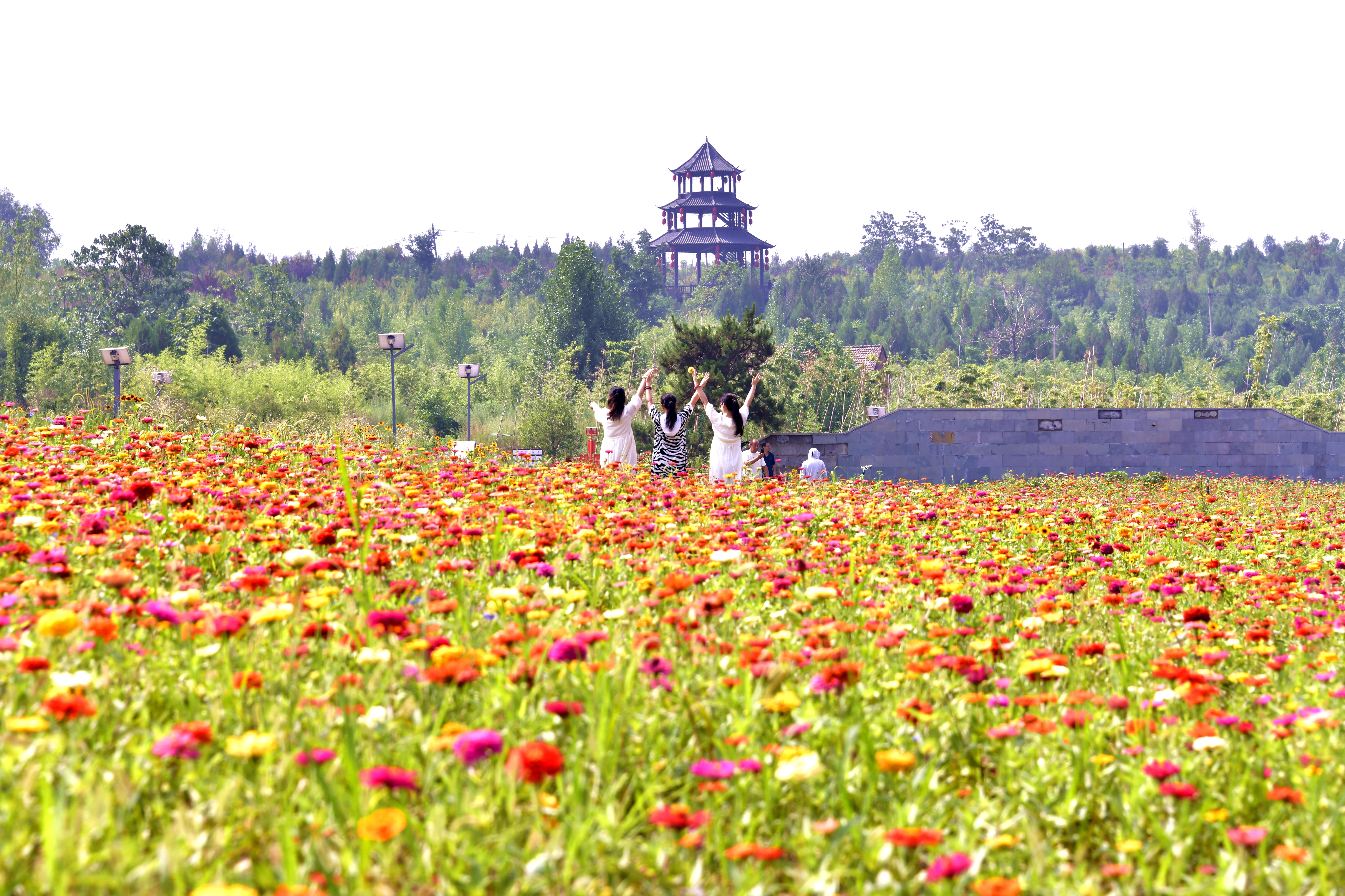 【组图】鹤山区中山公园：姹紫嫣红花满园