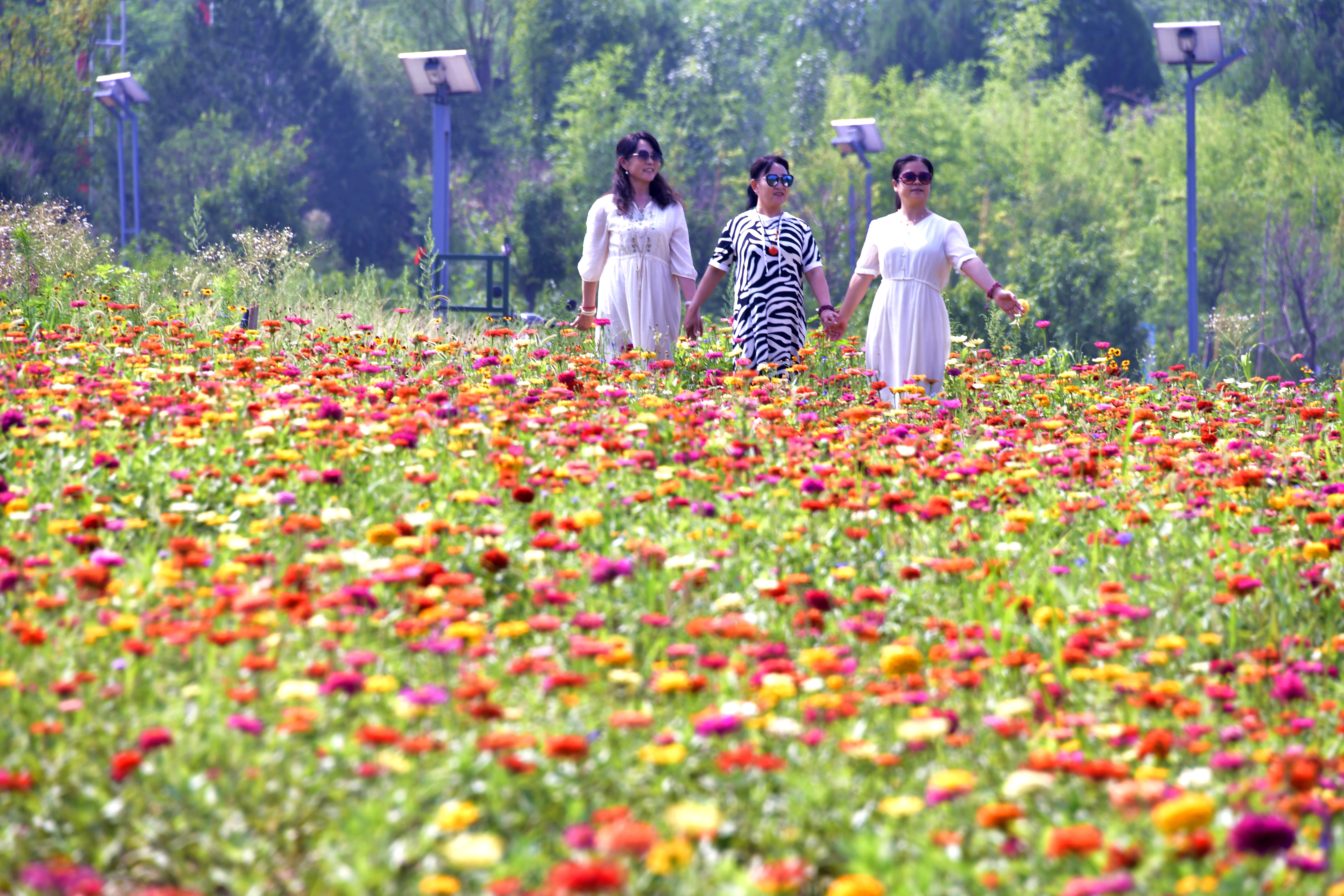 【组图】鹤山区中山公园：姹紫嫣红花满园