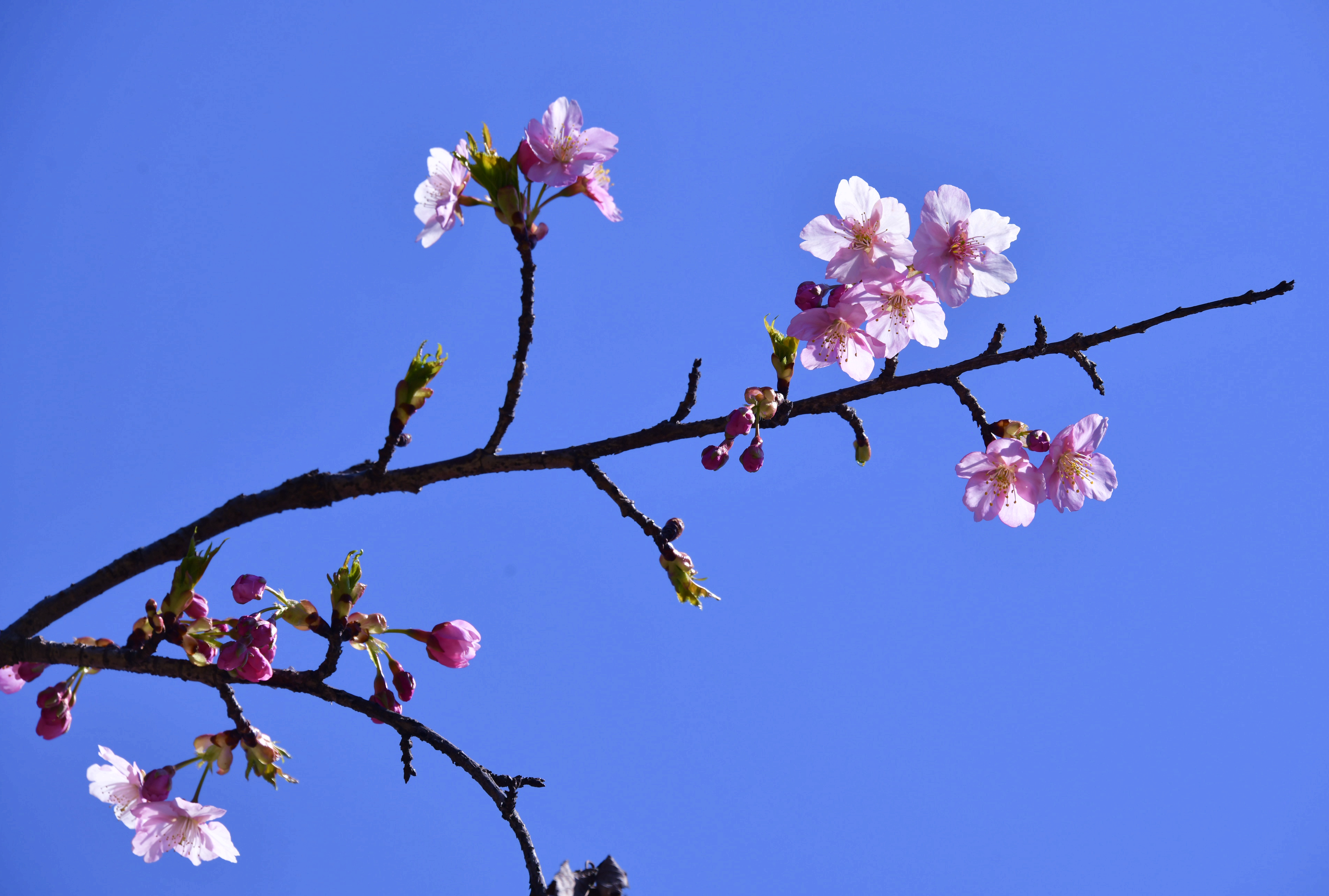 【组图】仲春赏花乐 春光无限好