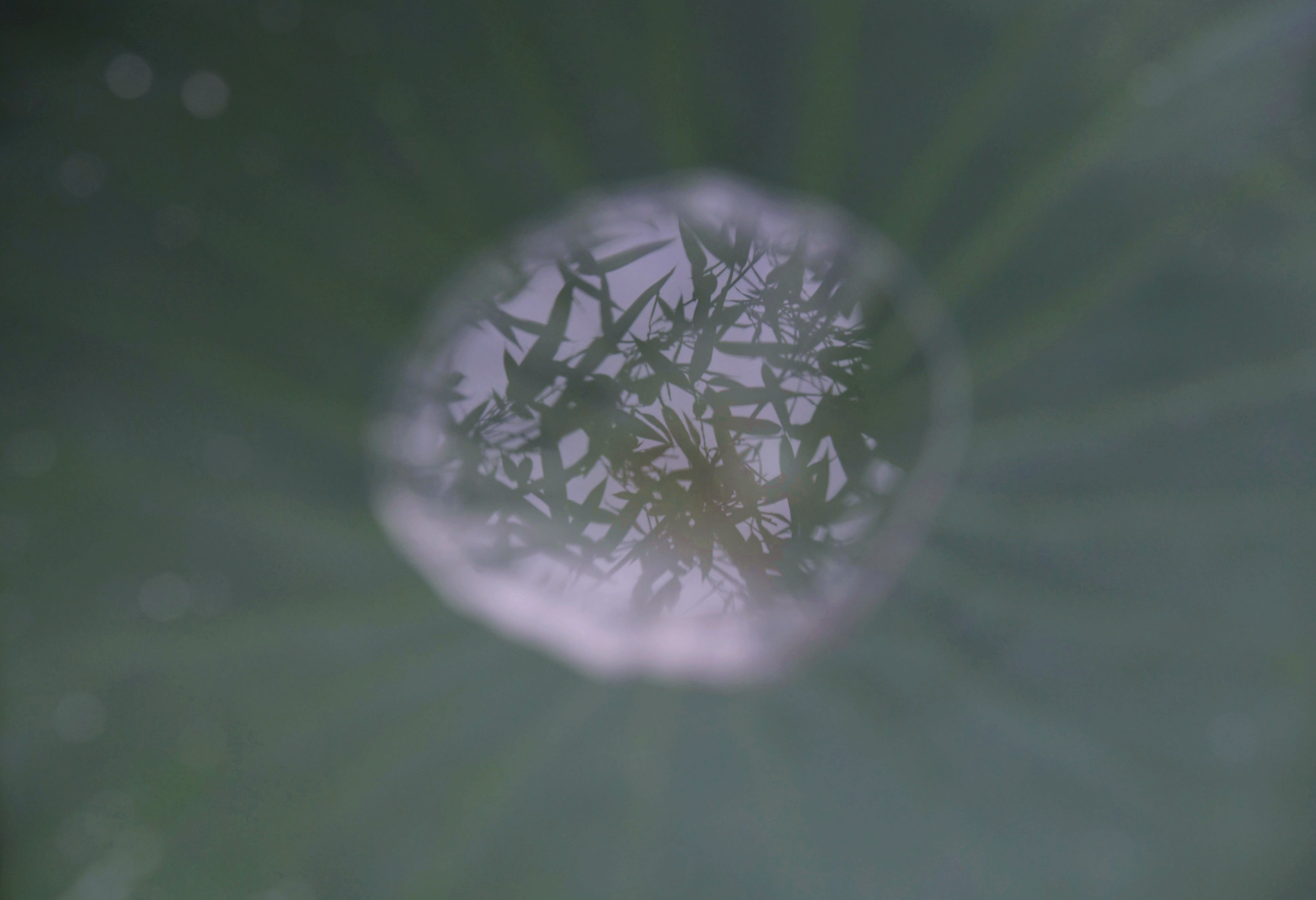 【组图】因“荷”而来 相拥盛夏