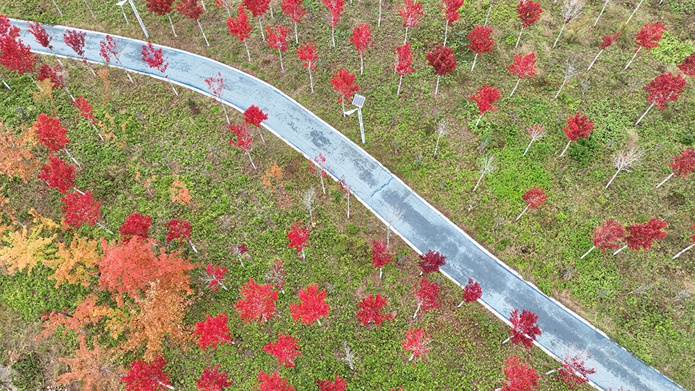 【组图】鹤壁限定！再不来就要错过了……