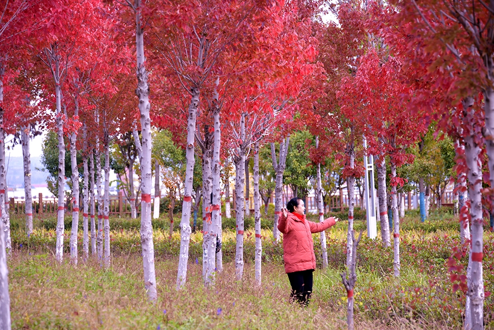 【组图】鹤壁限定！再不来就要错过了……