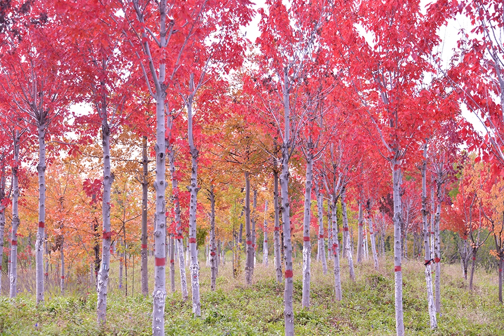 【组图】鹤壁限定！再不来就要错过了……