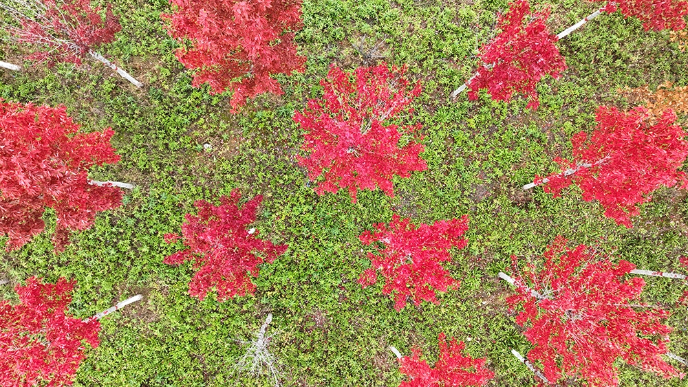 【组图】鹤壁限定！再不来就要错过了……