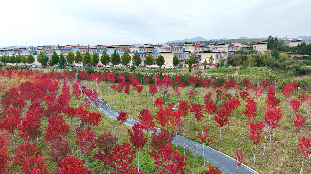 【组图】鹤壁限定！再不来就要错过了……