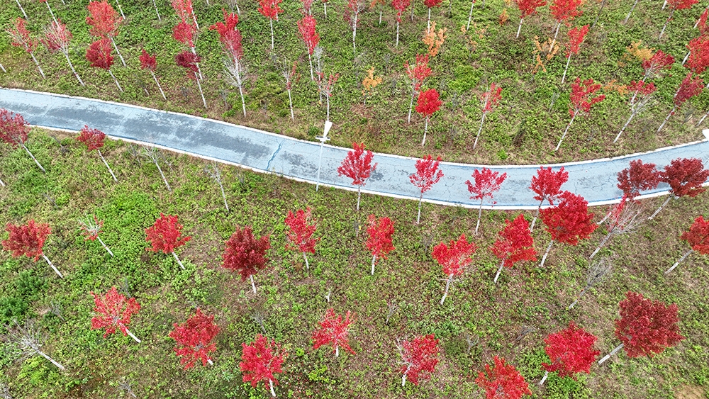 【组图】鹤壁限定！再不来就要错过了……