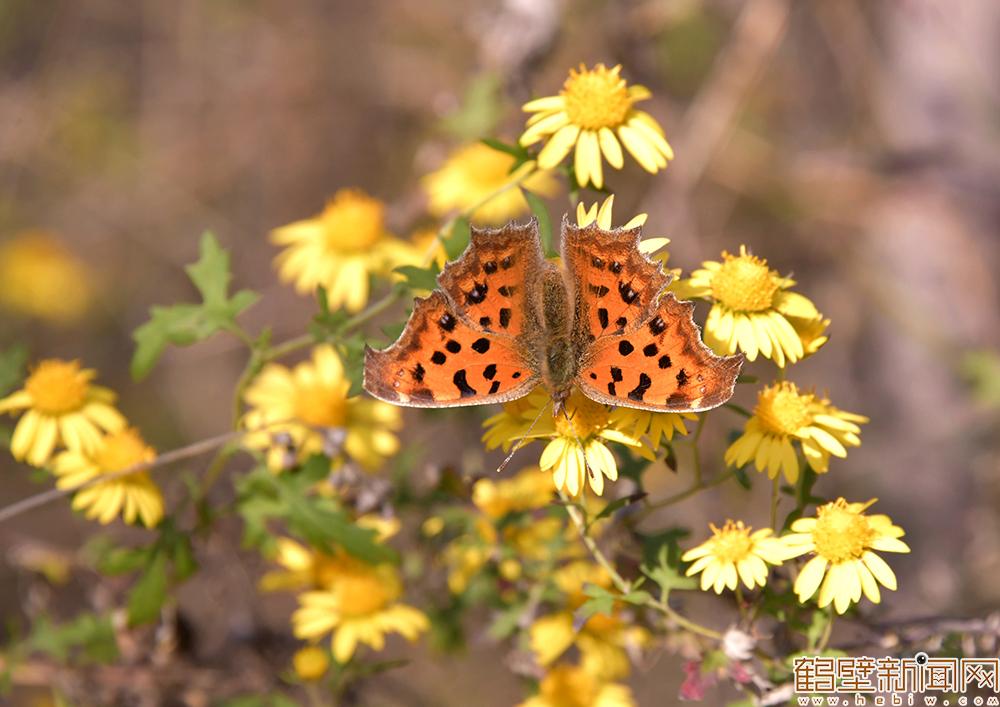 【组图】邂逅初冬