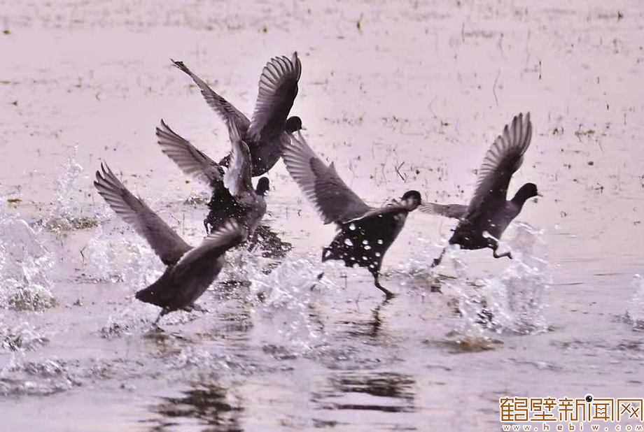 【组图】淇水冬韵