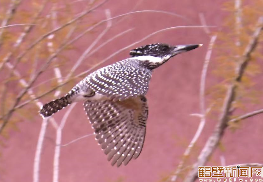【组图】淇水冬韵