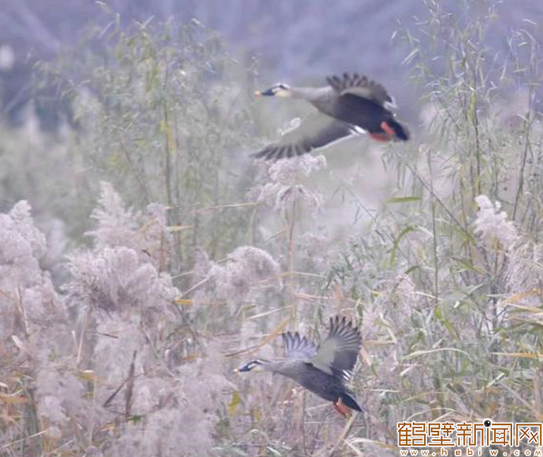【组图】淇水冬韵