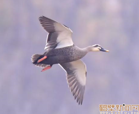 【组图】淇水冬韵