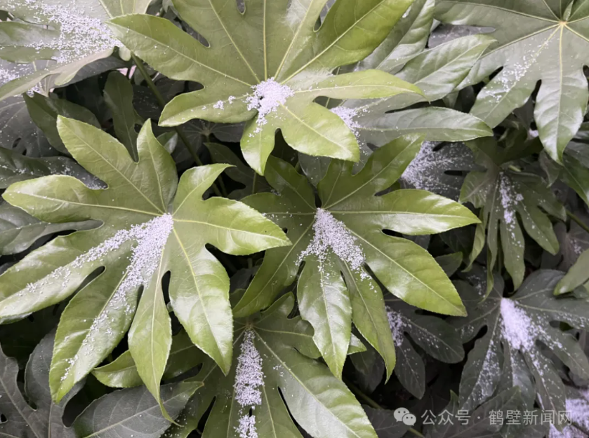 下雪啦！河南接下来还有中到大雪，局部暴雪